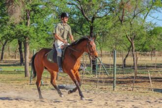 how far can a horse travel in a day