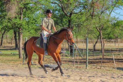 how far can a horse travel in a day